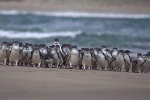 Phillip Island: Penguins and Wildlife Full-Day Tour