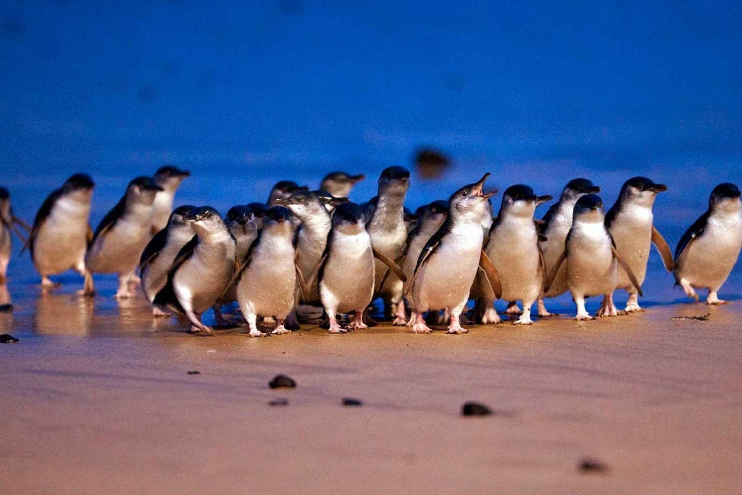 Phillip Island: Private Tour with Penguin Parade