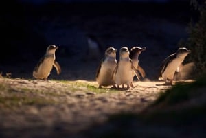 Phillip Island: Private Tour with Penguin Parade