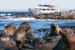 Melbourne: Seal Cruise and Penguin Parade of Phillip Island