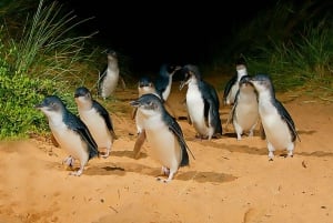 Melbourne: Seal Cruise and Penguin Parade of Phillip Island