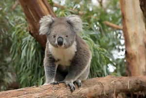 Melbourne: Seal Cruise and Penguin Parade of Phillip Island