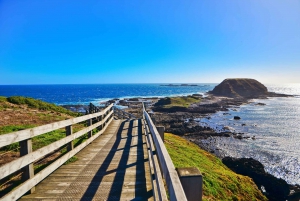 Phillip Island Small Group Afternoon Tour