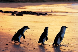 Phillip Island: Small Group Eco Wildlife Tour