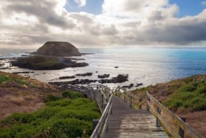 Phillip Island Wildlife & Brighton Beach Boxes Private Tour