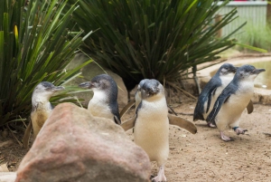 Phillip Island Wildlife & Brighton Beach Boxes Private Tour