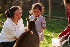 Phillip Island Wildlife & Brighton Beach Boxes Private Tour