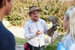 Phillip Island Wildlife & Brighton Beach Boxes Private Tour