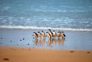 Phillip Island Wildlife & Brighton Beach Boxes Private Tour