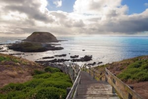 Phillip Island Wildlife & Brighton Beach Boxes Private Tour