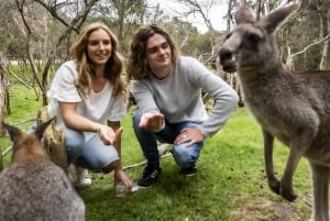 Phillip Island Wildlife & Brighton Beach Boxes Private Tour