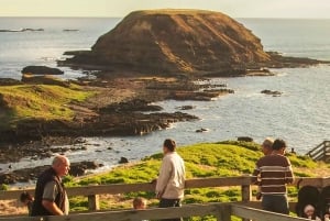 Phillip Island Wildlife & Brighton Beach Boxes Private Tour