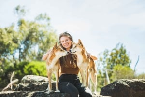 Phillip Island Wildlife & Brighton Beach Boxes Private Tour