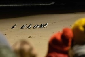 Phillip Island Wildlife & Brighton Beach Boxes Private Tour