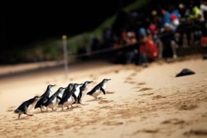 Phillip Island Wildlife & Brighton Beach Boxes Private Tour