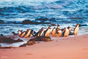 Phillip Island: Wine, Wildlife & Penguins with Gourmet Feast