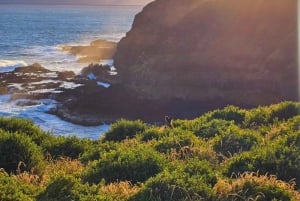 Phillip Island: Wine, Wildlife & Penguins with Gourmet Feast