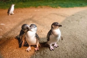 Phillip Island: vino, fauna selvatica e pinguini con un banchetto gourmet