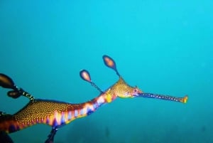 Portsea: Guided Snorkeling Tour with Weedy Sea Dragons