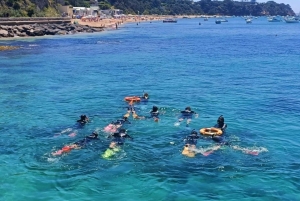 Portsea: Guided Snorkeling Tour with Weedy Sea Dragons