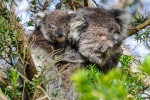 Premium Great Ocean Road Small Group Tour, 12 Apostles