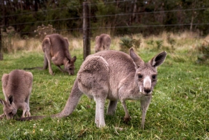 Premium Great Ocean Road Small Group Tour, 12 Apostles