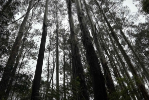 Premium Great Ocean Road Small Group Tour, 12 Apostles