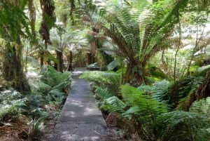 From Melbourne: Great Ocean Road Premium Small-Group Tour