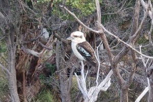 From Melbourne: Great Ocean Road Premium Small-Group Tour