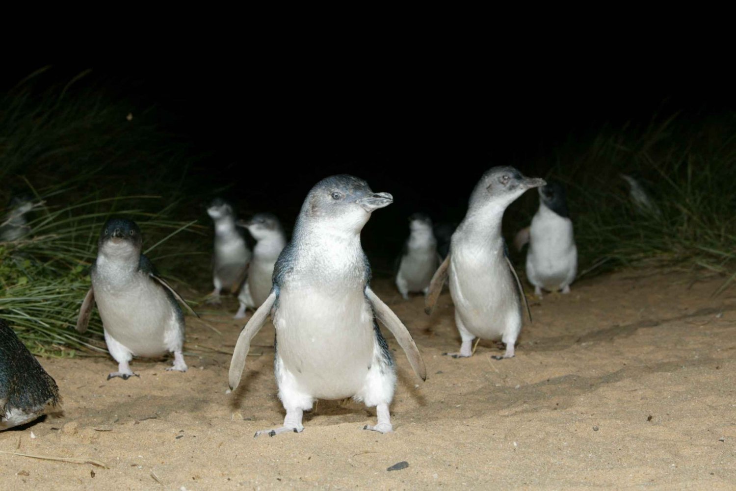 Premium Phillip Island Penguin Parade Tour