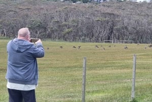 Privat och lyxig dagstur till Great Ocean Road och 12 Apostlar