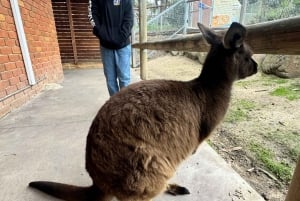 Yksityiset Ballarat Sovereign Hill -kultakaivosretket