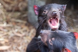 Privat dagstur i Melbourne