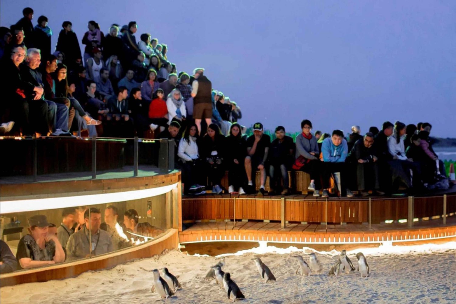 De Melbourne: Excursão particular à parada dos pinguins em Phillip Island