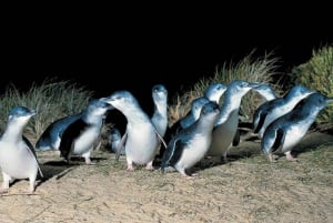 Из Мельбурна: Частная экскурсия 'Парад пингвинов на острове Филлип