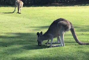 Tour privado: Great Ocean Road - Doce Apóstoles