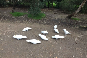 Private Tour of the Great Ocean Road & 12 Apostles