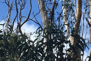 Private Tour of the Great Ocean Road & 12 Apostles