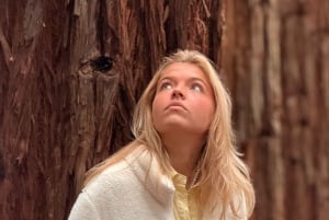 Puffing Billy, Forest Trails & Yarra Valley Discovery Tour