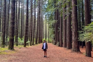 Puffing Billy, Forest Trails & Yarra Valley Discovery Tour