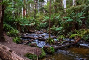 Puffing Billy, Forest Trails & Yarra Valley Discovery Tour