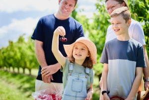 Puffing Billy Steam Train & Cherry Picking Day Tour - wycieczka jednodniowa