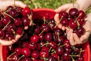 Puffing Billy Steam Train & Cherry Picking Day Tour - wycieczka jednodniowa