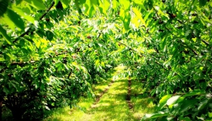Red Hill Cherry Farm