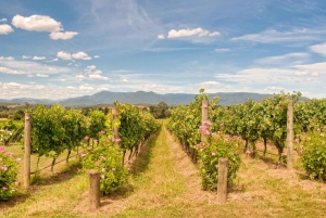 Sip and Savor: Private Yarra Valley Wine Tour from Melbourne