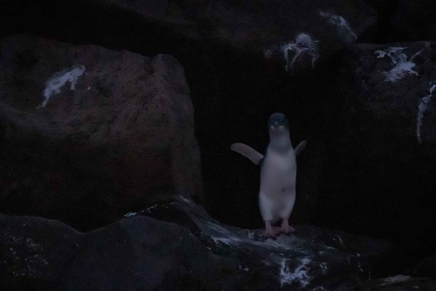 St Kilda: crucero al atardecer para ver pingüinos