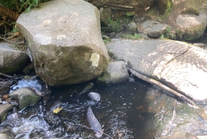 The Great Ocean Road Private Day Trip