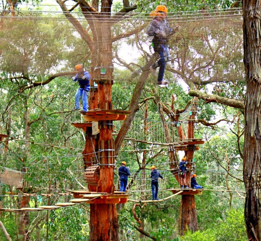 Tree Surfing in Melbourne | My Guide Melbourne