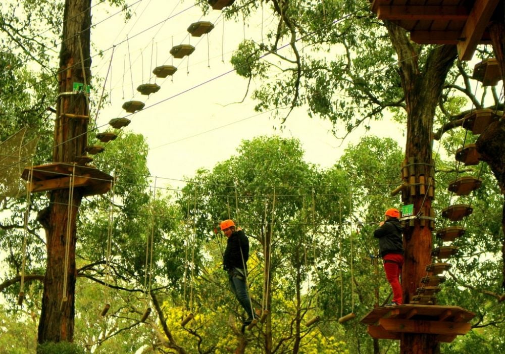 Tree Surfing in Melbourne | My Guide Melbourne