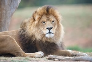 Werribee Zoo: Slumber Safari & Off-Road Safari